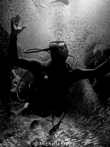 A diver in complete awe of the Silversides at Devil's Grotto by Michelle Davis 